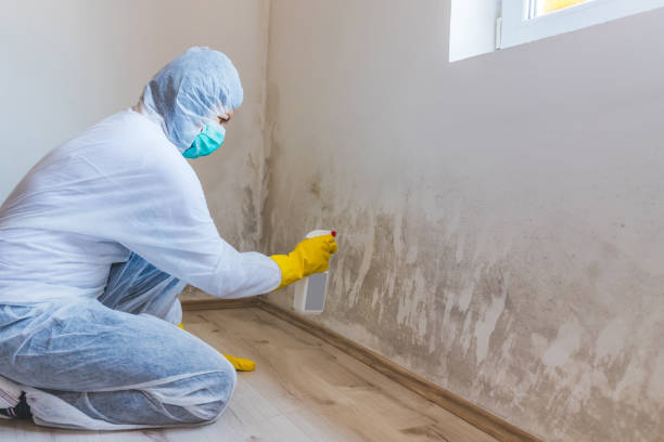 Professional mold removal team in Ekron